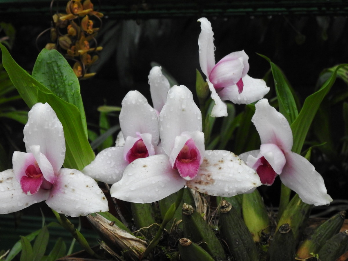  Phong lan nữ tu (Lycaste virginalis). Nguồn gốc: Mexico, Guatemala, Honduras và El Salvador. Đặc điểm nổi bật: Hoa màu trắng hoặc tím nhạt, to và hương thơm ngào ngạt; loại màu trắng tinh khiết có giá trị rất cao.