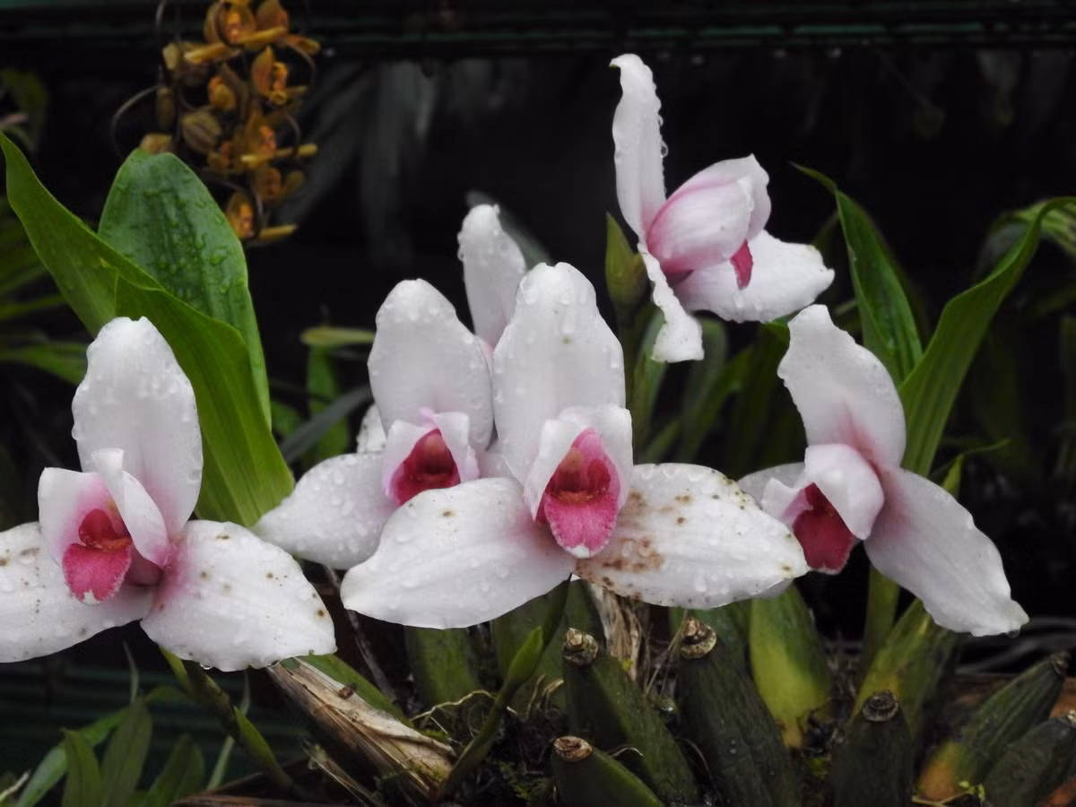  Phong lan nữ tu (Lycaste virginalis). Nguồn gốc: Mexico, Guatemala, Honduras và El Salvador. Đặc điểm nổi bật: Hoa màu trắng hoặc tím nhạt, to và hương thơm ngào ngạt; loại màu trắng tinh khiết có giá trị rất cao.