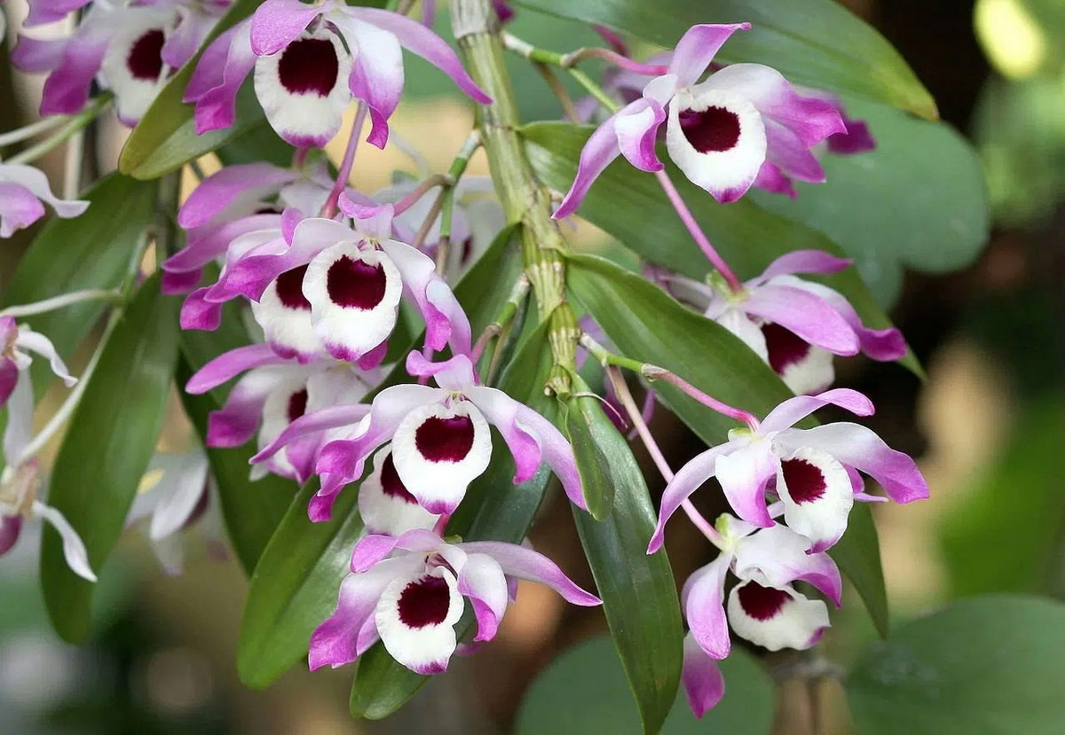  Phong lan phi điệp kép (Dendrobium nobile). Nguồn gốc: Nam Á và Đông Nam Á. Đặc điểm nổi bật: Hoa có màu trắng với các đầu cánh màu tímm; môi có đốm tím sẫm; mùi thơm dịu; rụng lá trước khi nở hoa.