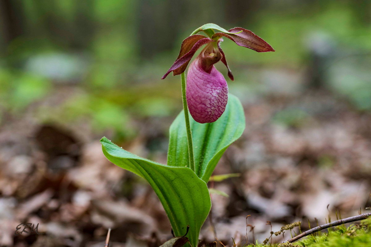  Phong lan hài nữ hồng (Cypripedium acaule). Nguồn gốc: Phía Đông của Bắc Mỹ. Đặc điểm nổi bật: Hoa có thể có màu từ đỏ tươi đến hồng trắng, hồng trắng với đường viền màu hồng đậm, hoặc thuần trắng (hiếm gặp).