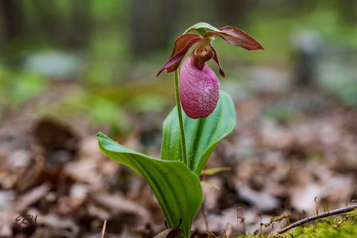  Phong lan hài nữ hồng (Cypripedium acaule). Nguồn gốc: Phía Đông của Bắc Mỹ. Đặc điểm nổi bật: Hoa có thể có màu từ đỏ tươi đến hồng trắng, hồng trắng với đường viền màu hồng đậm, hoặc thuần trắng (hiếm gặp).
