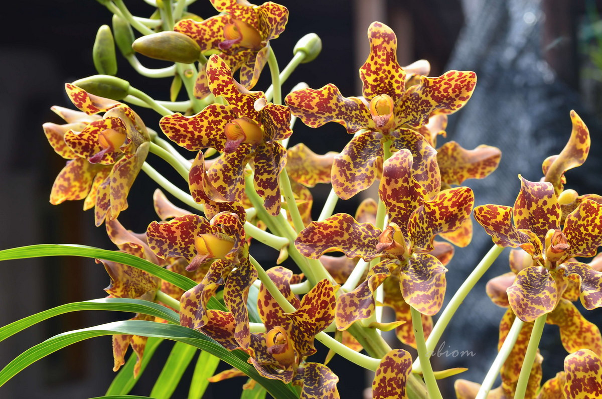  Phong lan thanh tuyền (Grammatophyllum speciosum). Nguồn gốc: Đông Nam Á. Đặc điểm nổi bật: Hoa nhiều và rực rỡ; mỗi bông hoa có các đài và cánh hoa lớn màu vàng với các đốm màu nâu hạt dẻ.