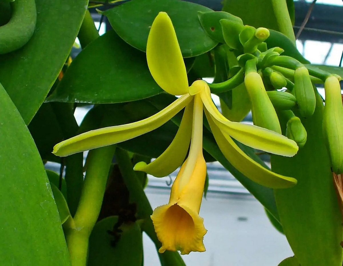  Phong lan vani (Vanilla planifolia). Nguồn gốc: Mexico. Đặc điểm nổi bật: Hoa thường có màu vàng hoặc xanh lục, chỉ tồn tại trong một ngày, nhưng cây nở hoa thường xuyên và liên tục.