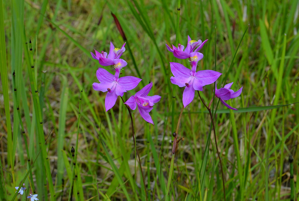  Phong lan cỏ hồng (Calopogon tuberosus). Nguồn gốc: Phía Đông của Bắc Mỹ, Bahamas và Cuba. Đặc điểm nổi bật: Cánh hoa màu tím nhạt; môi có những sợi "râu" màu vàng sáng.