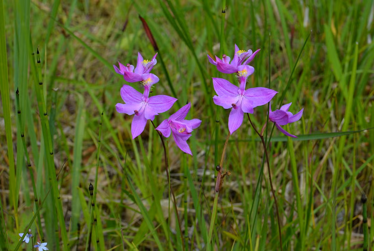  Phong lan cỏ hồng (Calopogon tuberosus). Nguồn gốc: Phía Đông của Bắc Mỹ, Bahamas và Cuba. Đặc điểm nổi bật: Cánh hoa màu tím nhạt; môi có những sợi "râu" màu vàng sáng.