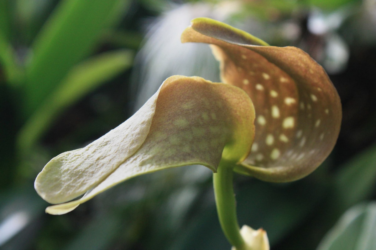  Phong lan hôi khổng lồ (Bulbophyllum grandiflorum). Nguồn gốc: Đông Indonesia, New Guinea, quần đảo Solomon. Đặc điểm nổi bật: Cụm hoa chứa một bông hoa duy nhất, kích thước lớn, màu sắc như miếng thịt, có mùi rất hôi.