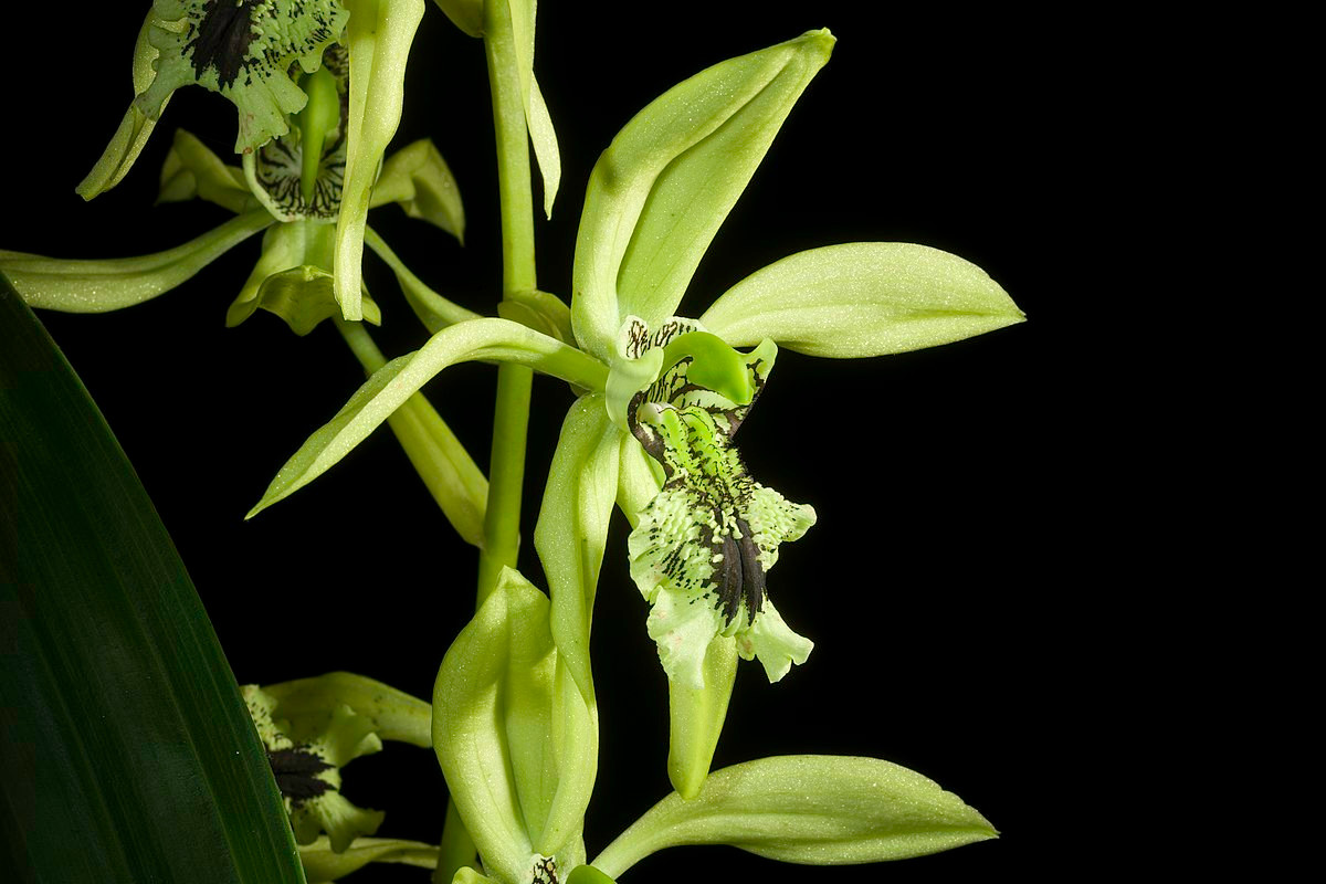  Phong lan vĩ cầm đen (Coelogyne pandurata). Nguồn gốc: Malaysia, Sumatra, Borneo, Phillipines. Đặc điểm nổi bật: Hoa có các đài và cánh hoa màu xanh lục hơi vàng với môi lớn màu xanh lục được bao phủ bởi các đốm và sọc đen.