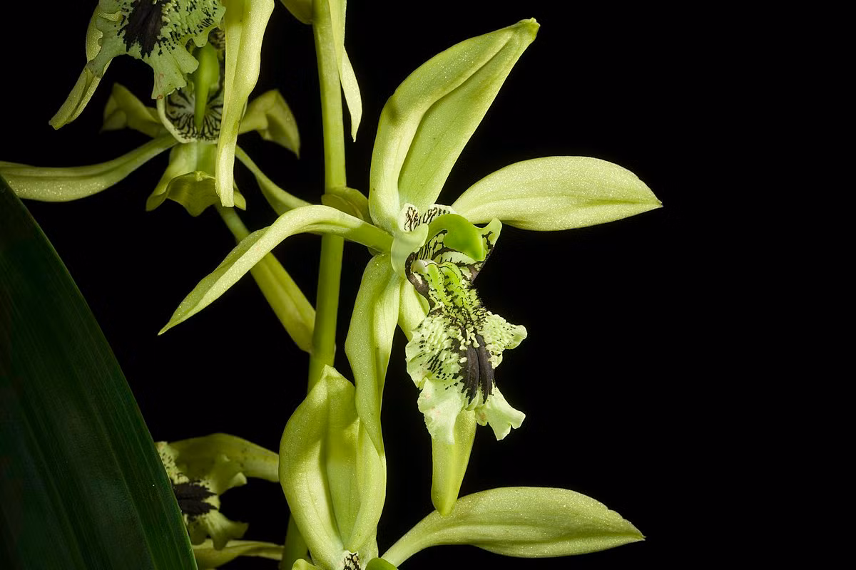  Phong lan vĩ cầm đen (Coelogyne pandurata). Nguồn gốc: Malaysia, Sumatra, Borneo, Phillipines. Đặc điểm nổi bật: Hoa có các đài và cánh hoa màu xanh lục hơi vàng với môi lớn màu xanh lục được bao phủ bởi các đốm và sọc đen.