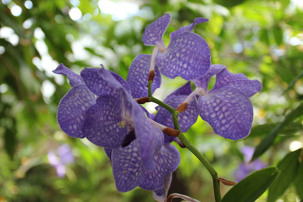  Phong lan vanda xanh (Vanda coerulea). Nguồn gốc: Nam Á, Đông Nam Á và Nam Trung Quốc. Đặc điểm nổi bật: Có những bông hoa lớn, màu xanh với các đường kẻ ca rô, lâu tàn; nước ép từ hoa là dược liệu quý trong y học.