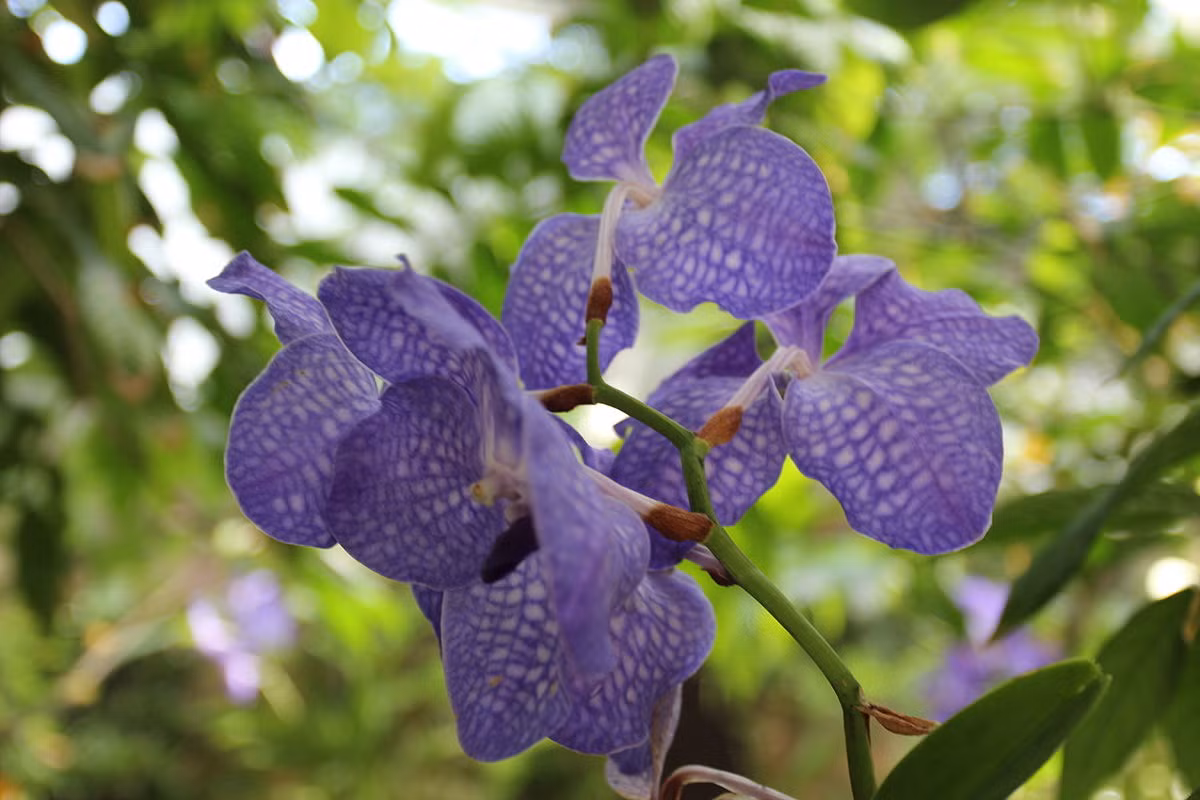  Phong lan vanda xanh (Vanda coerulea). Nguồn gốc: Nam Á, Đông Nam Á và Nam Trung Quốc. Đặc điểm nổi bật: Có những bông hoa lớn, màu xanh với các đường kẻ ca rô, lâu tàn; nước ép từ hoa là dược liệu quý trong y học.