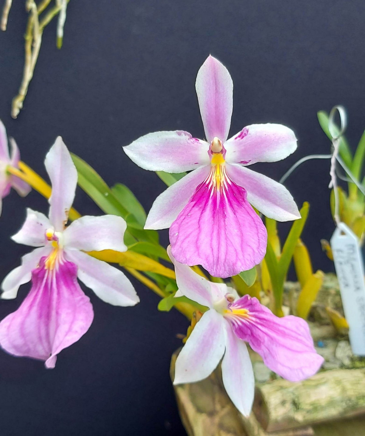  Phong lan vũ nữ Miltonia (Miltonia spectabilis). Nguồn gốc: Đông Nam Brazil. Đặc điểm nổi bật: Màu đa dạng, từ hồng đến tím oải hương; môi lớn, rộng có các đường gân màu tím và vệt màu vàng ở mặt trước.