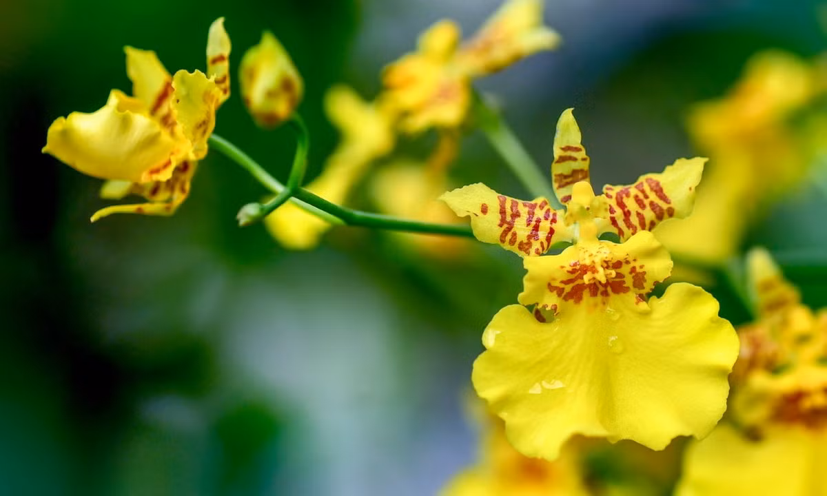  Phong lan vũ nữ (chi Oncidium). Nguồn gốc: Trung và Nam Mỹ. Đặc điểm nổi bật: Có các cụm hoa dài, phân nhánh, nhiều hoa; hoa màu vàng có đốm nâu, hình dáng như một "người phụ nữ đang nhảy múa".