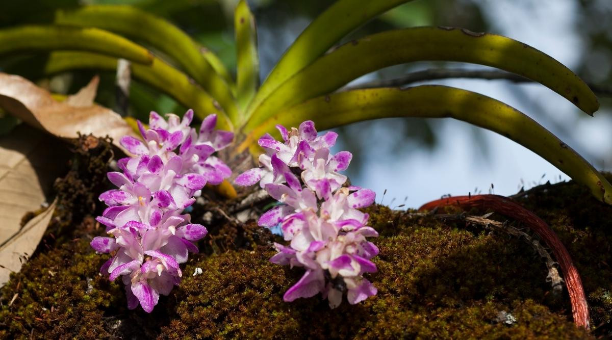  Phong lan sóc lào (Aerides multiflora). Nguồn gốc: Từ vùng núi Himalaya đến bán đảo Đông Dương. Đặc điểm nổi bật: Có chùm hoa dài với 25-50 bông màu trắng điểm những vệt hồng hoặc tím; hoa lâu tàn, hương thơm hấp dẫn.