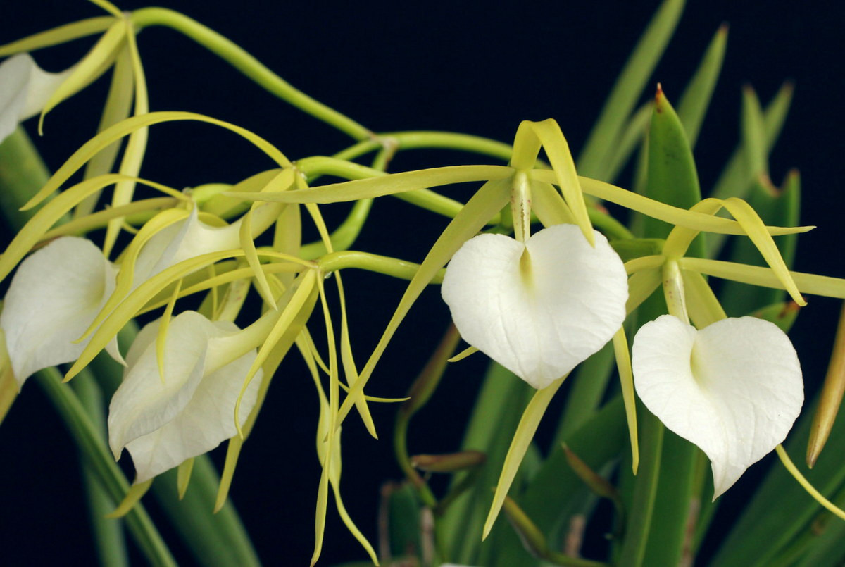  Phong lan dạ nữ (Brassavola nodosa). Nguồn gốc: Trung Mỹ và phía Bắc của Nam Mỹ. Đặc điểm nổi bật: Hoa có màu từ xanh lá cây đến trắng; môi lớn loe ra thành hình trái tim; có hương thơm ngọt ngào tỏa ra vào ban đêm.