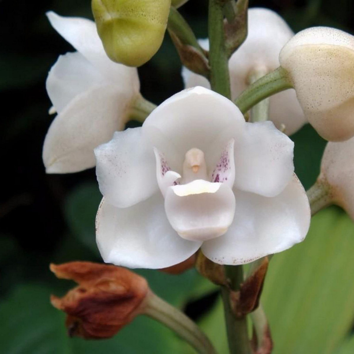  Phong lan bồ câu (Peristeria elata). Nguồn gốc: Trung Mỹ và Tây Bắc của Nam Mỹ. Đặc điểm nổi bật: Hoa có hình dáng giống như một con chim bồ câu trắng đang nằm trong cái tổ của mình.