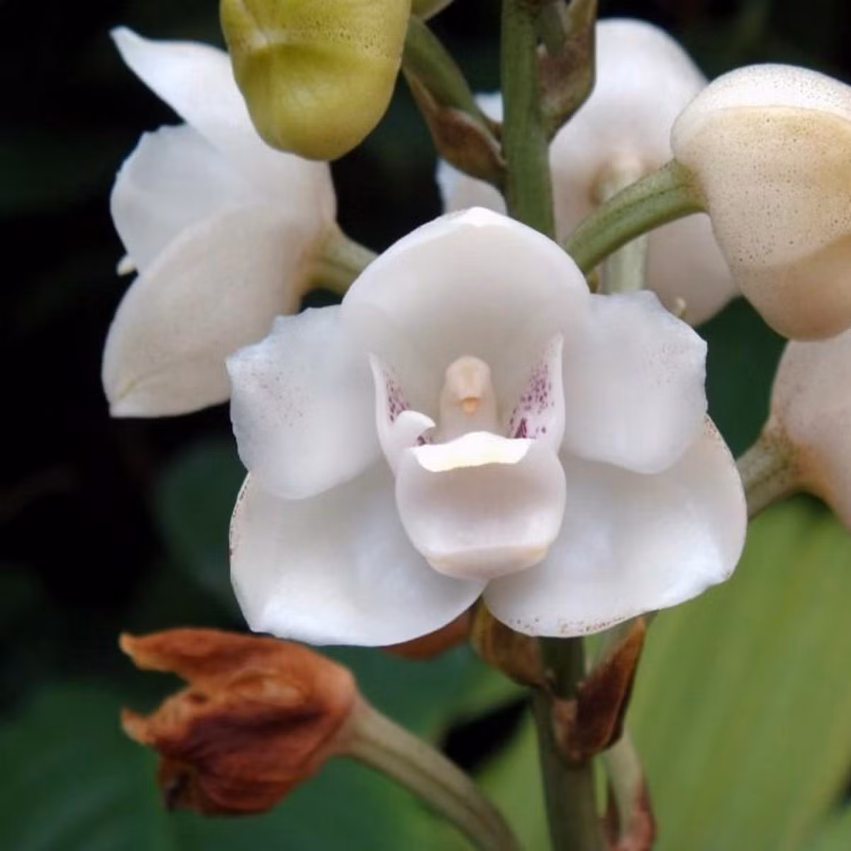  Phong lan bồ câu (Peristeria elata). Nguồn gốc: Trung Mỹ và Tây Bắc của Nam Mỹ. Đặc điểm nổi bật: Hoa có hình dáng giống như một con chim bồ câu trắng đang nằm trong cái tổ của mình.