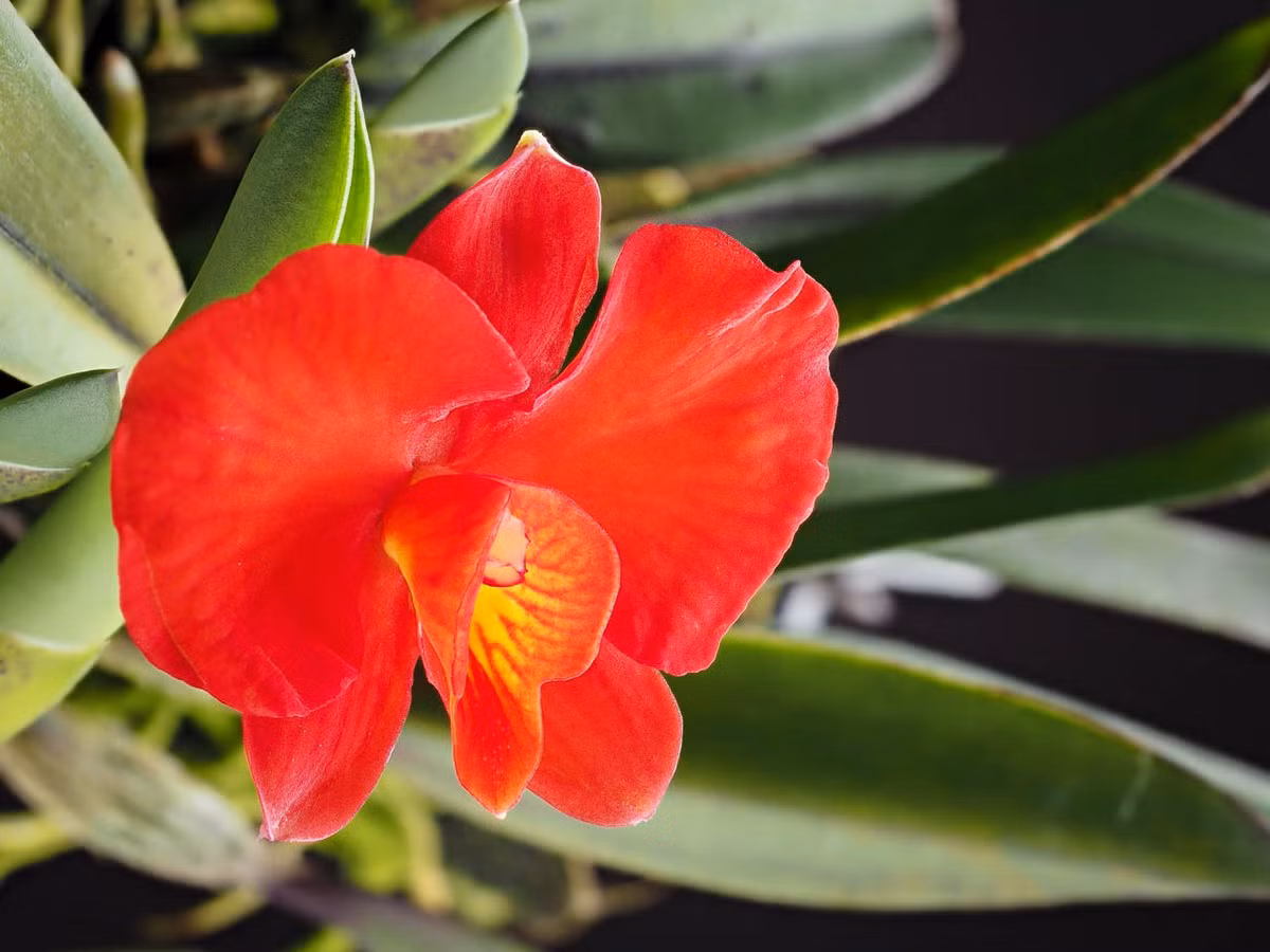 Top 30 loai hoa phong lan dep va doc la nhat the gioi (2)