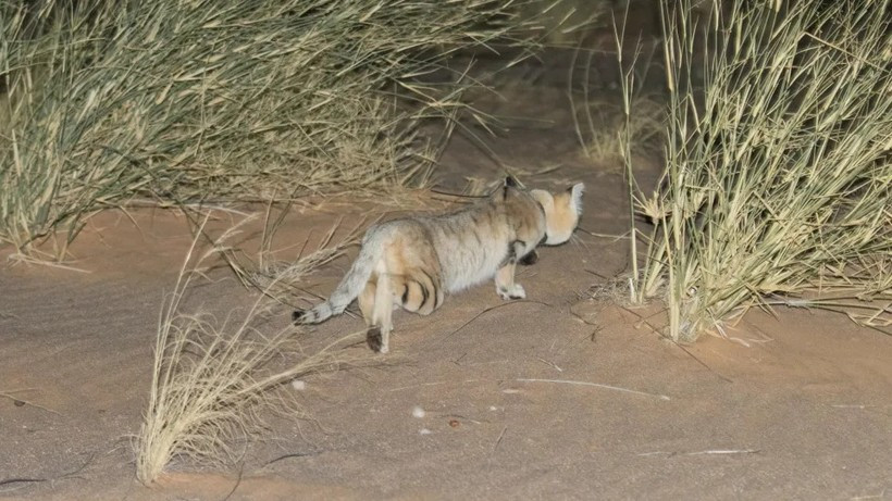 Sat thu cua sa mac-Hinh-2