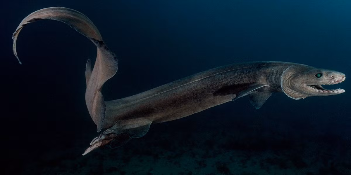 Cá nhám mang xếp (Chlamydoselachus anguineus) thuộc bộ Cá mập nguyên thủy (Hexanchiformes), dài 2 mét, phân bố ở các vùng biển sâu toàn cầu. Loài cá này có những chiếc răng rất trắng, có thể được dùng để thu hút con mồi là cá và mực ở môi trường thiếu ánh sáng.