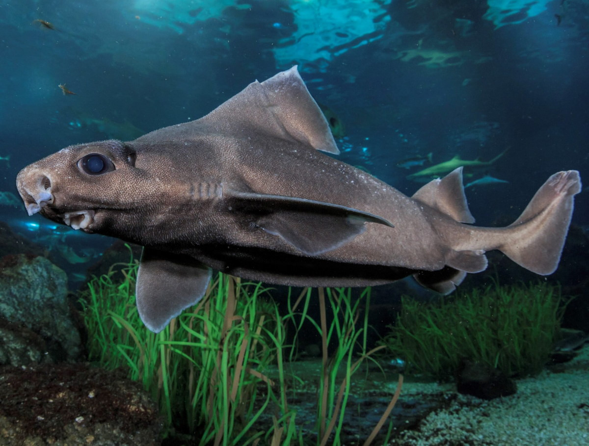 Cá nhám góc vây buồm (Oxynotus centrina) thuộc bộ Cá nhám góc (Squaliformes), dài 1,5 mét, sống ở độ sâu dưới 100 mét của khu vực Đông Đại Tây Dương. Loài cá này có vây lưng trông như cánh buồm.