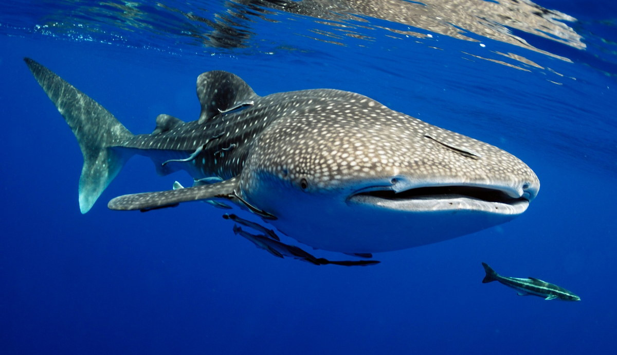Cá nhám voi (Rhincodon typus) thuộc bộ Cá nhám râu (Orectolobiformes), dài 12-20 mét, phân bố ở vugnf nhiệt đới của các đại dương. Đây là loài cá lớn nhất mà con người biết đến. Chúng ăn sinh vật phù du và cá nhỏ, mỗi cá thể lại có một kiểu đốm riêng.