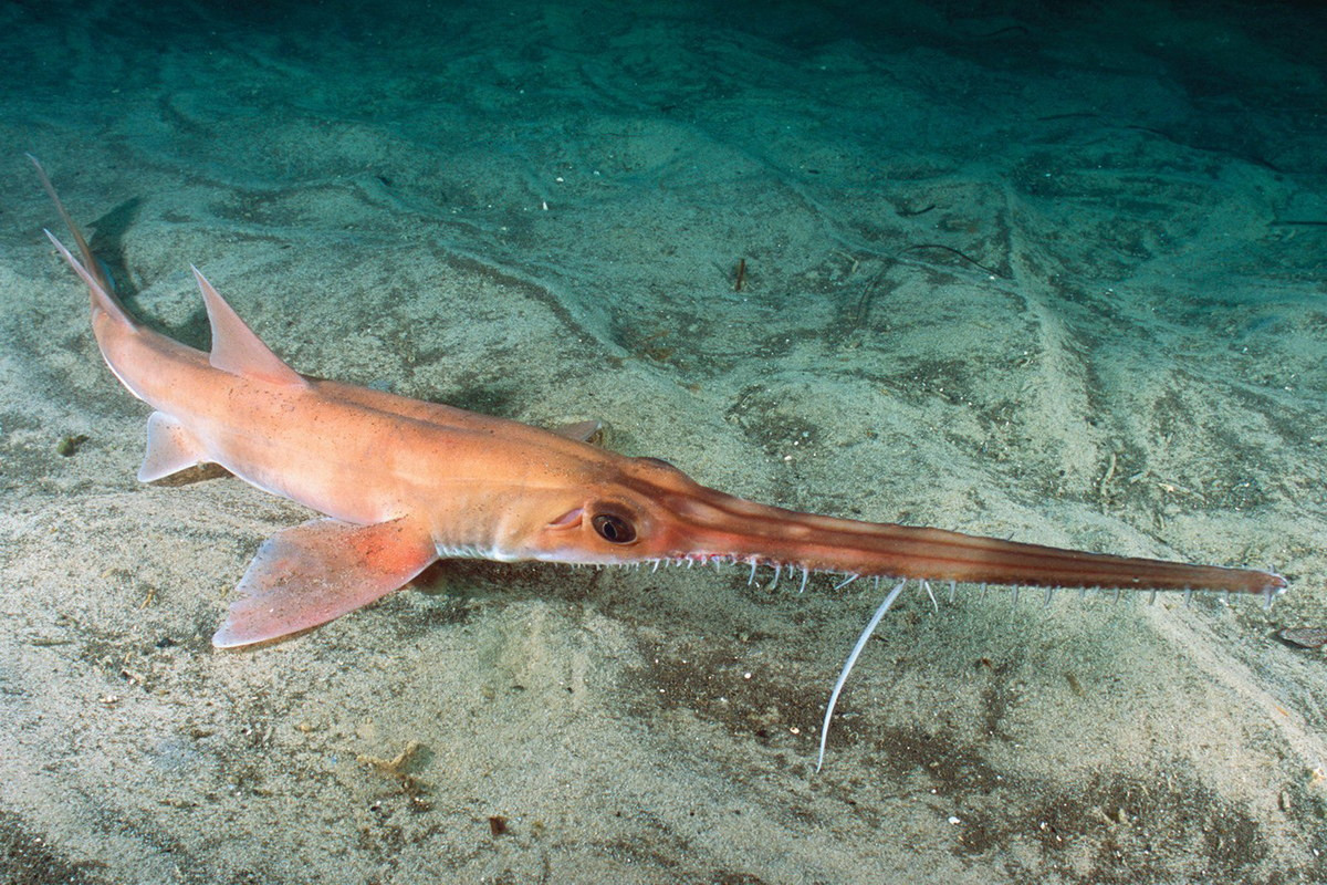 Cá nhám cưa mũi dài (Pristiophorus cirratus) thuộc bộ Cá nhám cưa (Pristiophoriformes), dài 1,4 mét, sống trên đáy biển nhiều cát ngoài khơi Australia. Loài này dùng mỏ có răng hai bên rìa như lưỡi cưa để tấn công các đàn cá nhỏ. Hai râu cảm giác giúp chúng tìm thức ăn dưới bùn.
