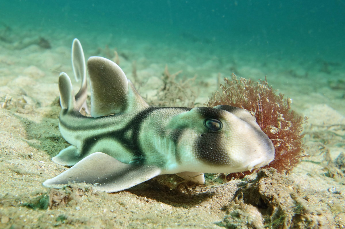 Cá nhám hổ cảng Jackson (Heterodontus portusjacksoni) thuộc bộ Cá nhám hổ (Heterodontiformes), dài 1,7 mét, sống ở ngoài khơi phía Nam Australia. Loài cá này có đầu tù, răng nghiền, hai vây lưng có ngạnh sắc ở phía trước. Chúng dùng vây ngực trườn trên đáy biển để tìm thức ăn là cầu gai.