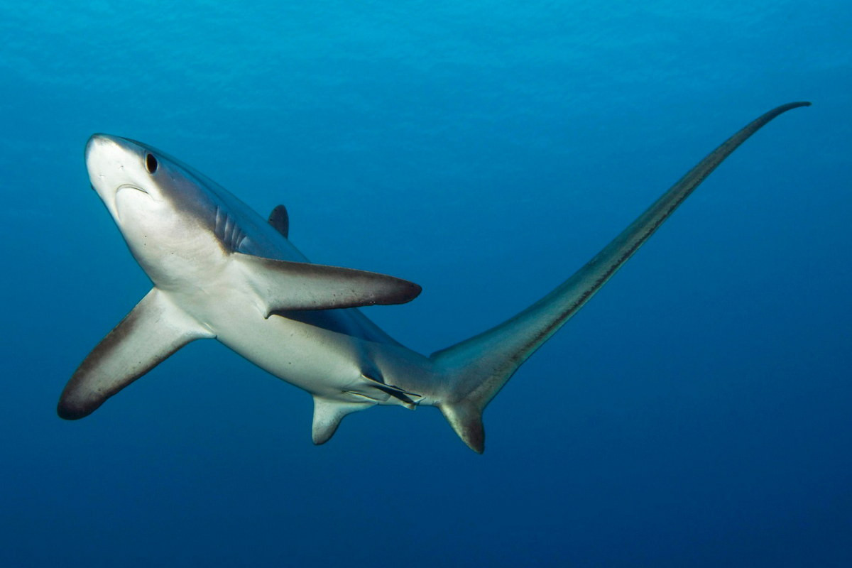 Cá nhám đuôi dài mõm ngắn (Alopias vulpinus) thuộc bộ Cá nhám thu (Lamniformes), dài 5,5 mét, phân bố toàn cầu. Loài cá này có cái đuôi dài bằng thân, dùng như chiếc roi quất để dồn và làm con mồi là các loài cá nhỏ choáng váng.