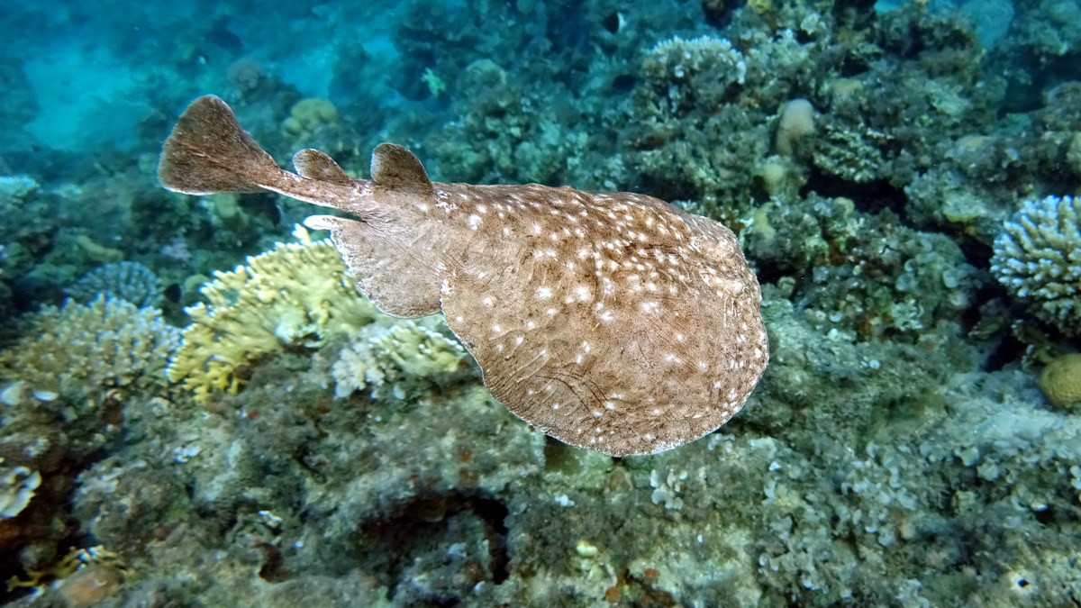 Cá đuối điện cẩm thạch (Torpedo marmorata) thuộc bộ Cá đuối điện (Torpediniformes), dài 1 mét, phân bố ở vùng nước ven biển phía Đông Đại Tây Dương. Loài cá này có thể làm con mồi choáng váng bằng cách phóng ra dòng điện lên đến 200 V.