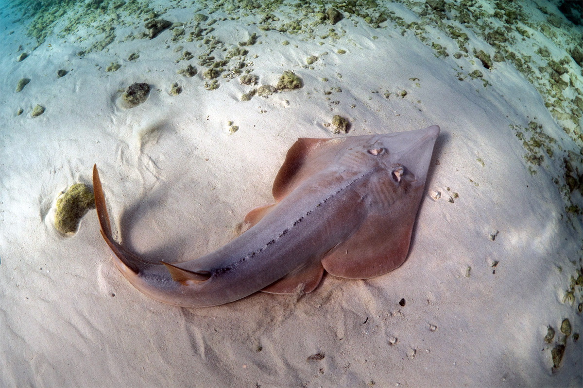 Cá giồng dài Đại Tây Dương (Rhinobatos lentiginosus) thuộc bộ Cá đuối (Rajiformes), dài 75 cm, phân bố ở Đại Tây Dương. Có hình dạng khác thường so với các họ hàng trọng họ Cá đuối, chúng bơi bằng đuôi do chỉ có vây ngực nhỏ. Loài này dùng mõm đào bới đáy biển để tìm động vật thân mềm và cua.