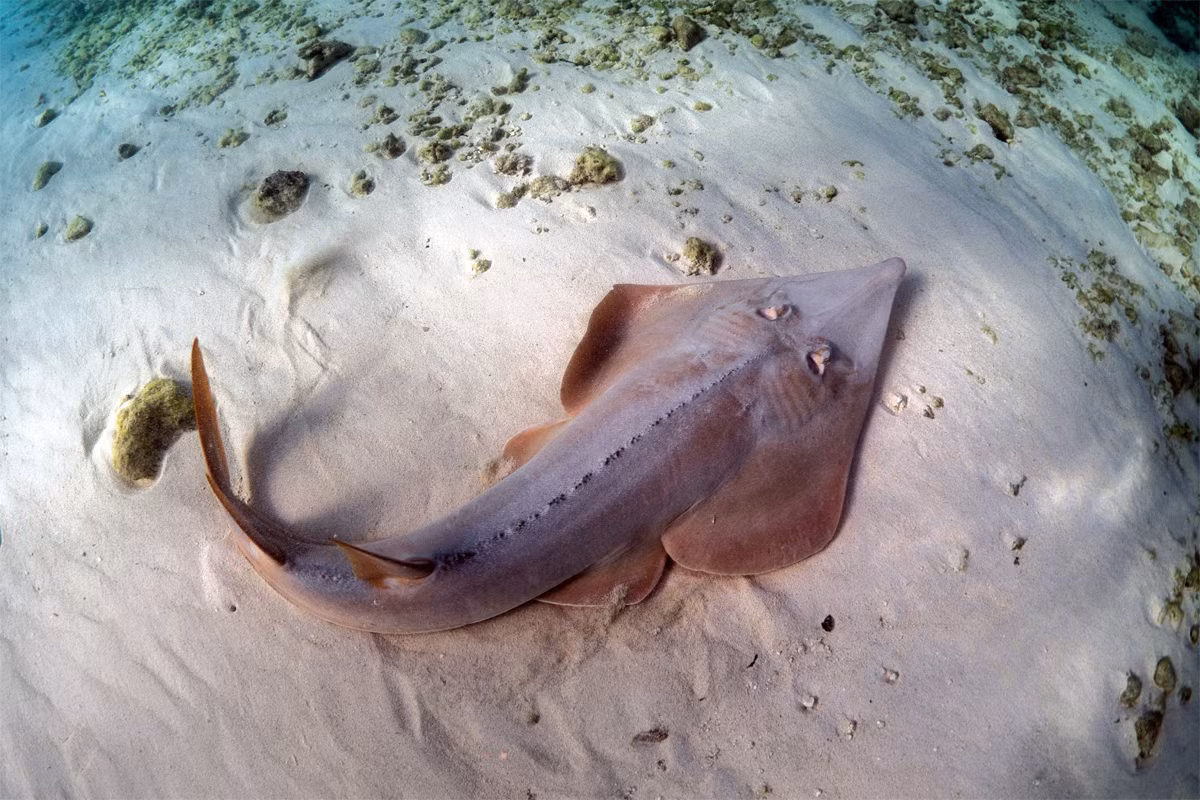 Cá giồng dài Đại Tây Dương (Rhinobatos lentiginosus) thuộc bộ Cá đuối (Rajiformes), dài 75 cm, phân bố ở Đại Tây Dương. Có hình dạng khác thường so với các họ hàng trọng họ Cá đuối, chúng bơi bằng đuôi do chỉ có vây ngực nhỏ. Loài này dùng mõm đào bới đáy biển để tìm động vật thân mềm và cua.