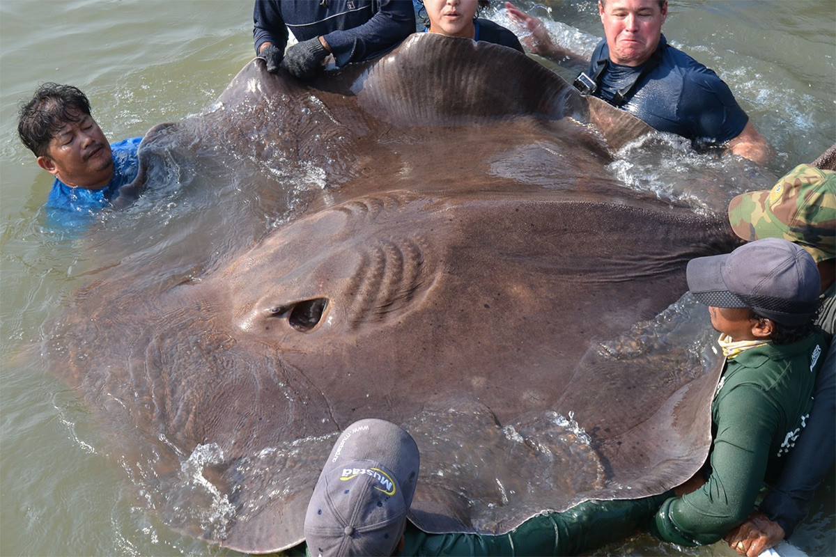 Cá đuối nước ngọt khổng lồ hay cá đuối sông Mekong (Himantura polylepis) thuộc bộ Cá đuối (Rajiformes), dài 4 mét, là loài cá đuối bản địa của lưu vực sông Mekong. Loài cá đuối có thể đạt đến kích thước khổng lồ này đang suy giảm số lượng nghiêm trọng do tác động từ các đập thủy điện ở khu vực.