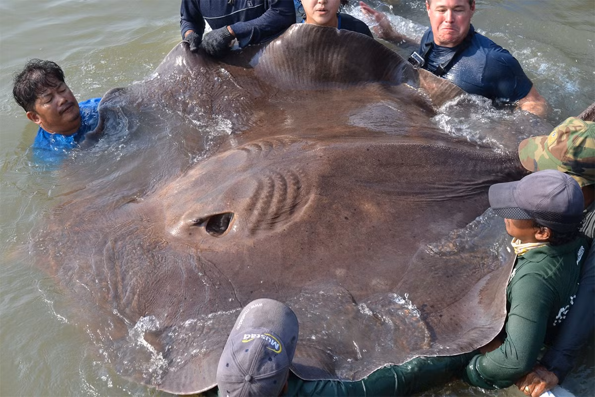 Cá đuối nước ngọt khổng lồ hay cá đuối sông Mekong (Himantura polylepis) thuộc bộ Cá đuối (Rajiformes), dài 4 mét, là loài cá đuối bản địa của lưu vực sông Mekong. Loài cá đuối có thể đạt đến kích thước khổng lồ này đang suy giảm số lượng nghiêm trọng do tác động từ các đập thủy điện ở khu vực.