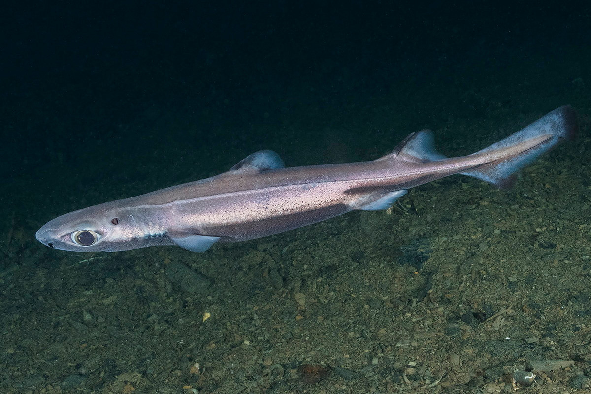 Cá nhám đèn bụng nhung (Etmopterus spinax) thuộc bộ Cá nhám góc (Squaliformes), dài 45 cm, sống ở vùng nước sâu Đông Đại Tây Dương. Chúng có các cơ quan phát sáng dưới bụng giúp tìm bạn tình.