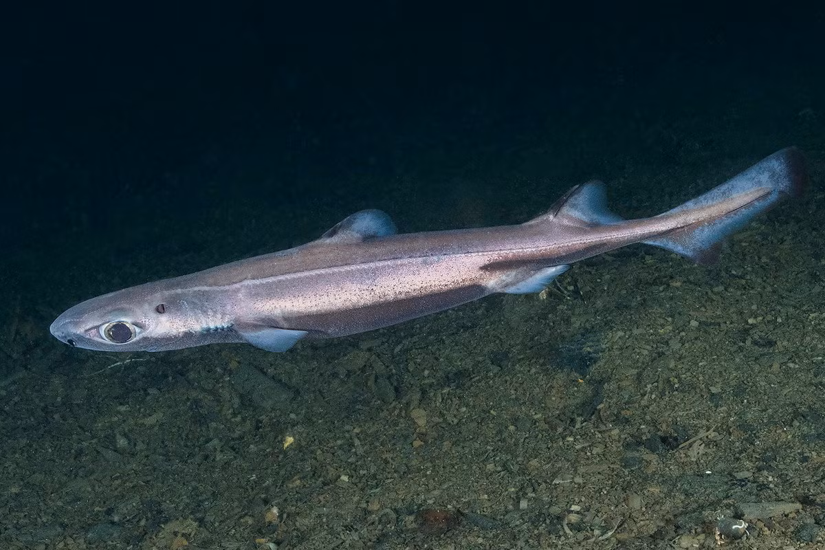 Cá nhám đèn bụng nhung (Etmopterus spinax) thuộc bộ Cá nhám góc (Squaliformes), dài 45 cm, sống ở vùng nước sâu Đông Đại Tây Dương. Chúng có các cơ quan phát sáng dưới bụng giúp tìm bạn tình.