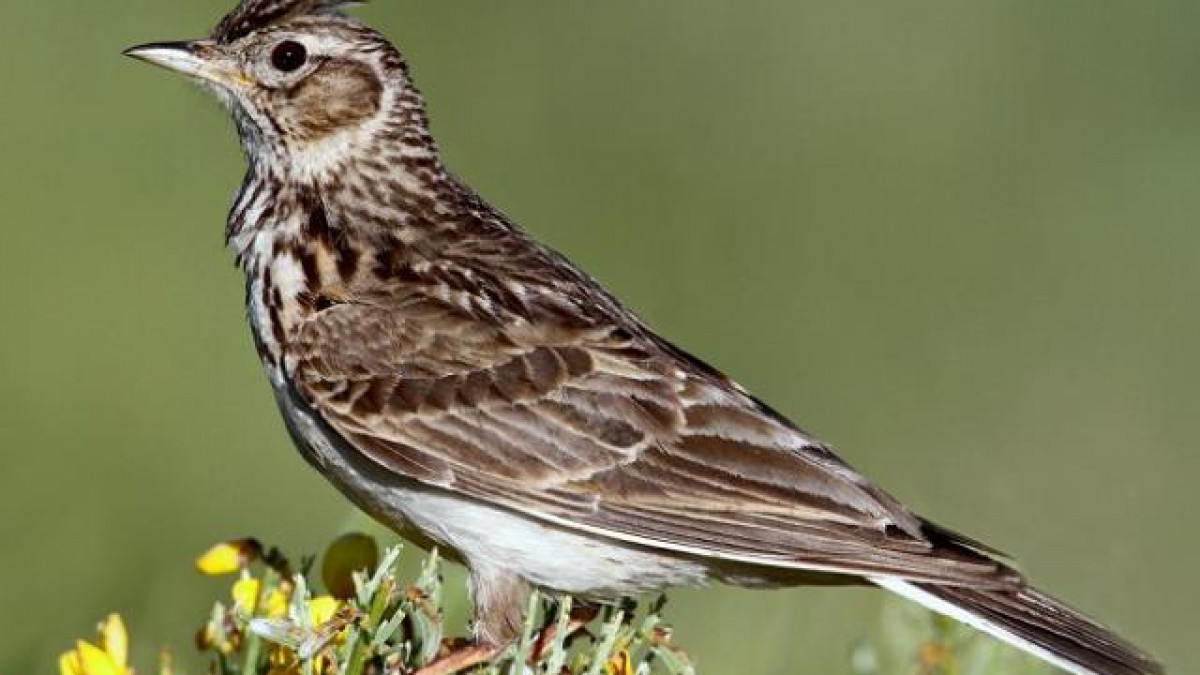 Top 10 loai chim hot hay nhat Viet Nam