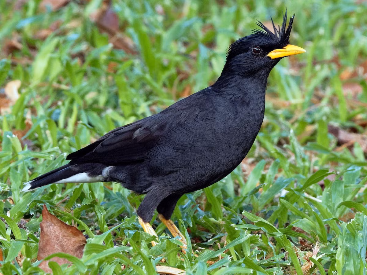 Chim sáo mỏ vàng (Acridotheres grandis) có giọng hót hay với những giai điệu ngẫu hứng đầy cuốn hút. Loài chim hoạt bát, thông minh này cũng nổi tiếng với khả năng nhại tiếng người rất giỏi.