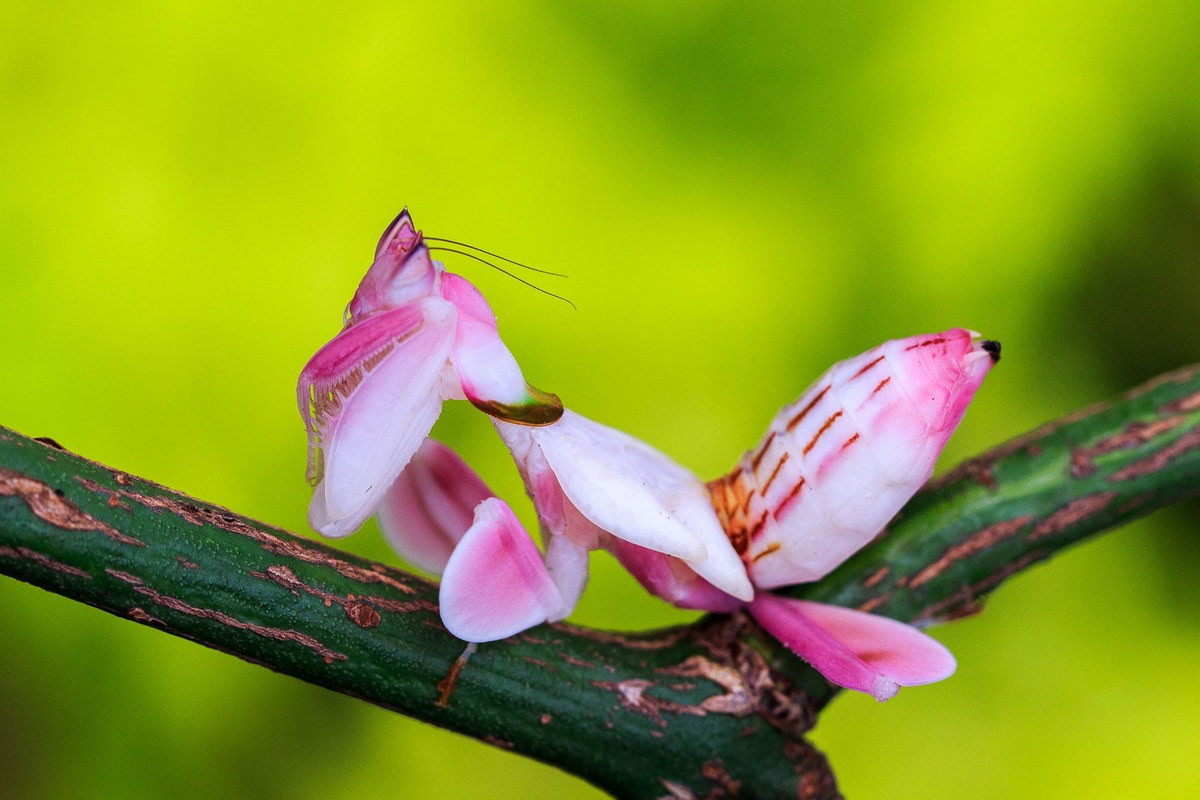 Bọ ngựa phong lan (Hymenopus coronatus) dài 3-6 cm, được ghi nhận trong các khu rừng trậm Đông Nam Á. Loài bọ ngựa này có thể điều chỉnh màu sắc cơ thể giữa xanh lá cây và hồng. Chúng sẽ có màu hồng khi rình mồi ở những bông hoa phong lan.