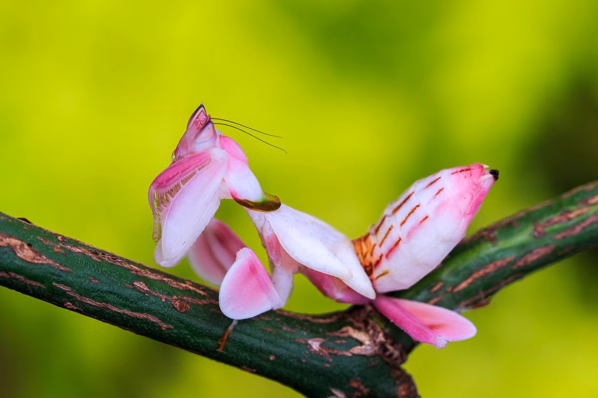 Bọ ngựa phong lan (Hymenopus coronatus) dài 3-6 cm, được ghi nhận trong các khu rừng trậm Đông Nam Á. Loài bọ ngựa này có thể điều chỉnh màu sắc cơ thể giữa xanh lá cây và hồng. Chúng sẽ có màu hồng khi rình mồi ở những bông hoa phong lan.