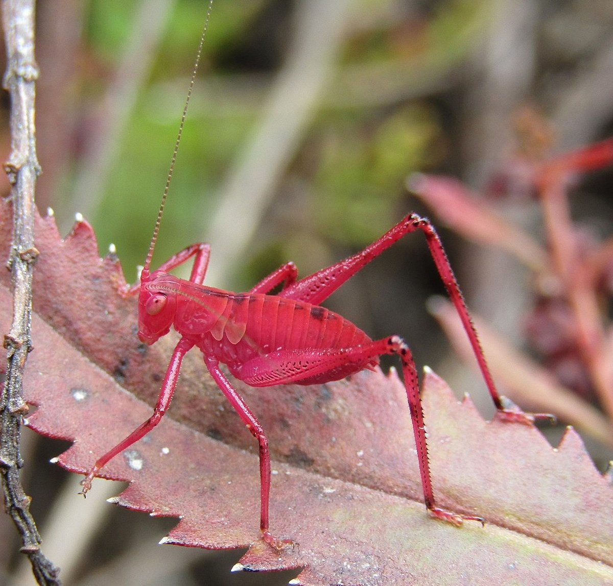 Châu chấu vườn Australia (Caedicia simplex) dài 4-6 cm, phân bố ở Australia và New Zealand. Các thể non của loài này sẽ có màu hồng nếu chúng ăn hoa hồng hoặc các thực vật khác có màu hồng. Cá thể trưởng thành có màu xanh lá.