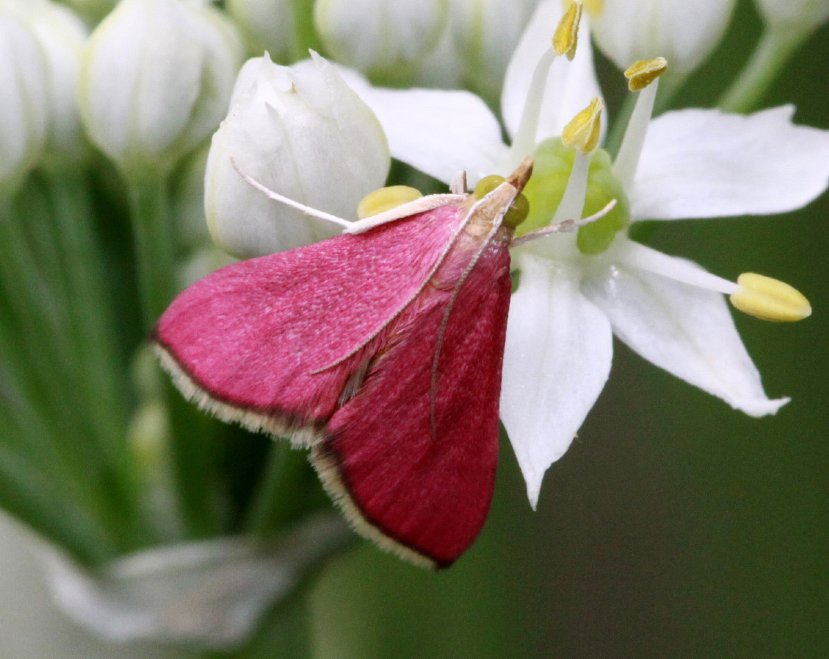 Ngài hồng miền Nam (Pyrausta inornatalis) dài 7-11 mm, được ghi nhận ở miền Nam nước Mỹ. Những cá thể trưởng thành của loài ngài nhỏ này có đôi cánh màu hồng đậm, không hoa văn.