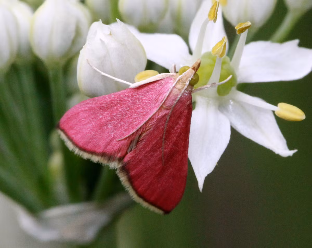 Ngài hồng miền Nam (Pyrausta inornatalis) dài 7-11 mm, được ghi nhận ở miền Nam nước Mỹ. Những cá thể trưởng thành của loài ngài nhỏ này có đôi cánh màu hồng đậm, không hoa văn.
