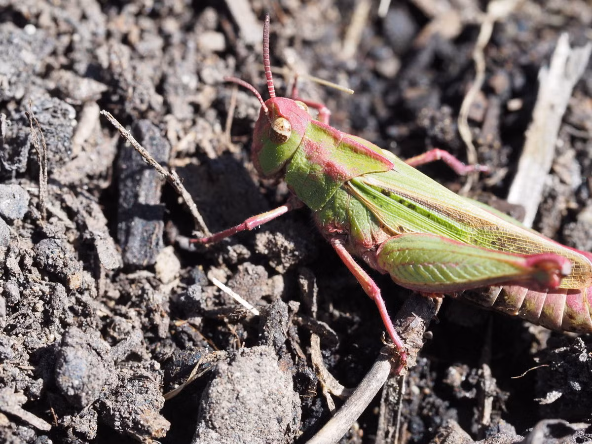 Châu chấu sơn đồng cỏ (Chimarocephala pacifica) dài 12-25 mm, phâm bố ở Bắc Mỹ và Trung Mỹ. Cá thế cái ở loài châu chấu này có màu hồng kết hợp với màu xanh lá cây độc đáo.