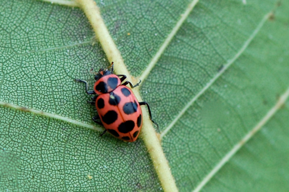 Bọ rùa đốm hồng (Coleomegilla maculate) dài 5-6 mm, phân bố ở Bắc Mỹ. Loài bọ rùa này thường có màu hồng đặc trưng, nhưng đôi khi cũng có màu đỏ hoặc nâu.