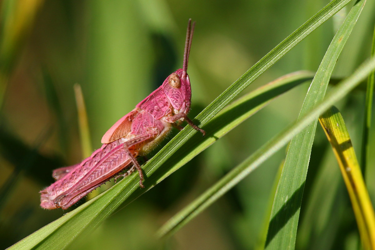 Châu chấu đồng cỏ (Pseudochorthippus parallelus) dài 10-23 mm, được ghi nhận ở bờ biển Đại Tây Dương thuộc châu Âu. Loài châu chấu phổ biến này thường có màu xanh, nhưng đôi khi biến thể màu hồng cũng được nhìn thấy.