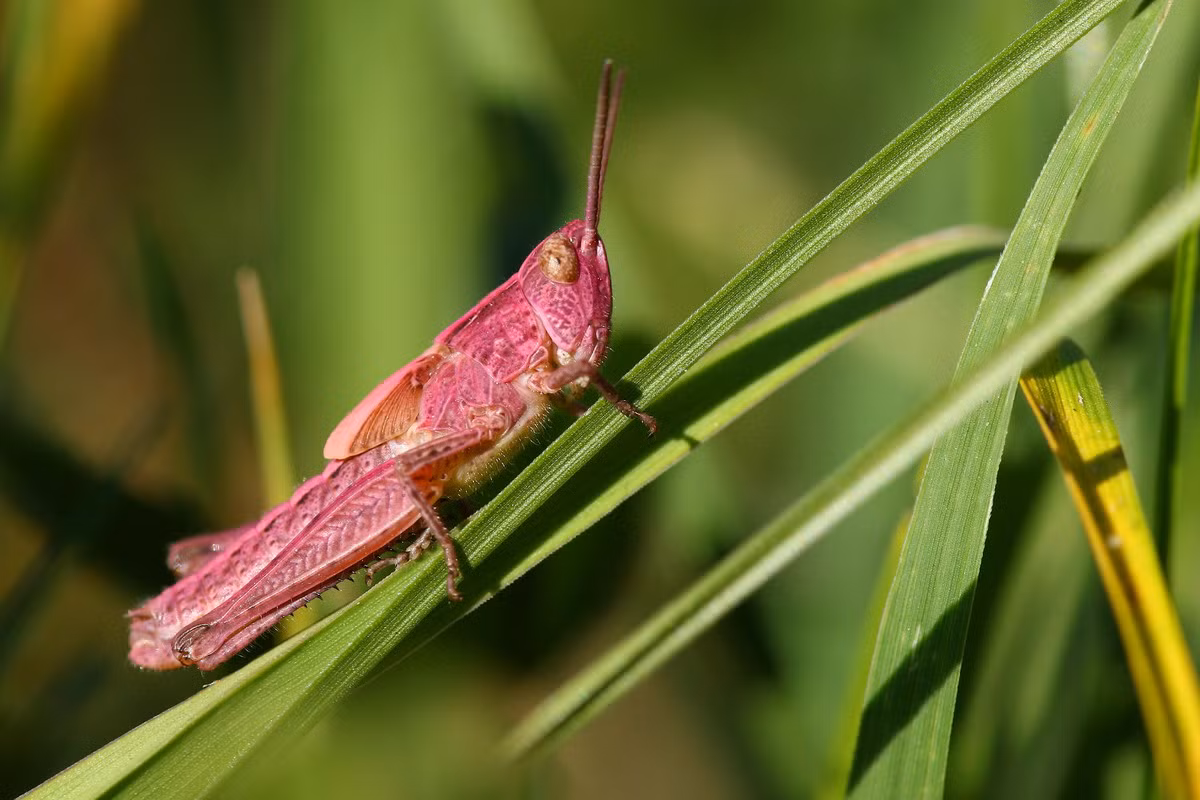 Châu chấu đồng cỏ (Pseudochorthippus parallelus) dài 10-23 mm, được ghi nhận ở bờ biển Đại Tây Dương thuộc châu Âu. Loài châu chấu phổ biến này thường có màu xanh, nhưng đôi khi biến thể màu hồng cũng được nhìn thấy.