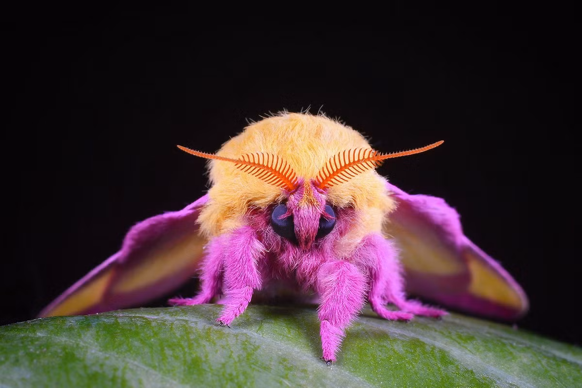 Ngài cây phong hồng (Dryocampa rubicunda) dài 38-55 cm, phân bố ở phía Đông của Bắc Mỹ. Có màu hồng tươi kết hợp với màu vàng sáng, đây là một trong những loài bướm đêm rực rỡ nhất. Chúng có thể phát triển mạnh và gây dịch hại cho cây phong cùng một số loài cây khác.