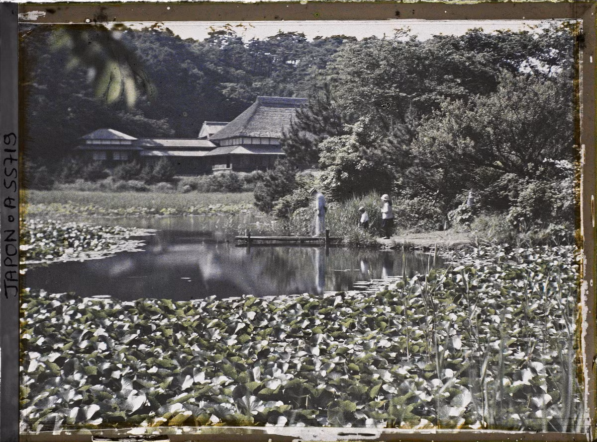 Hồ sen trong vườn Sankei-en.