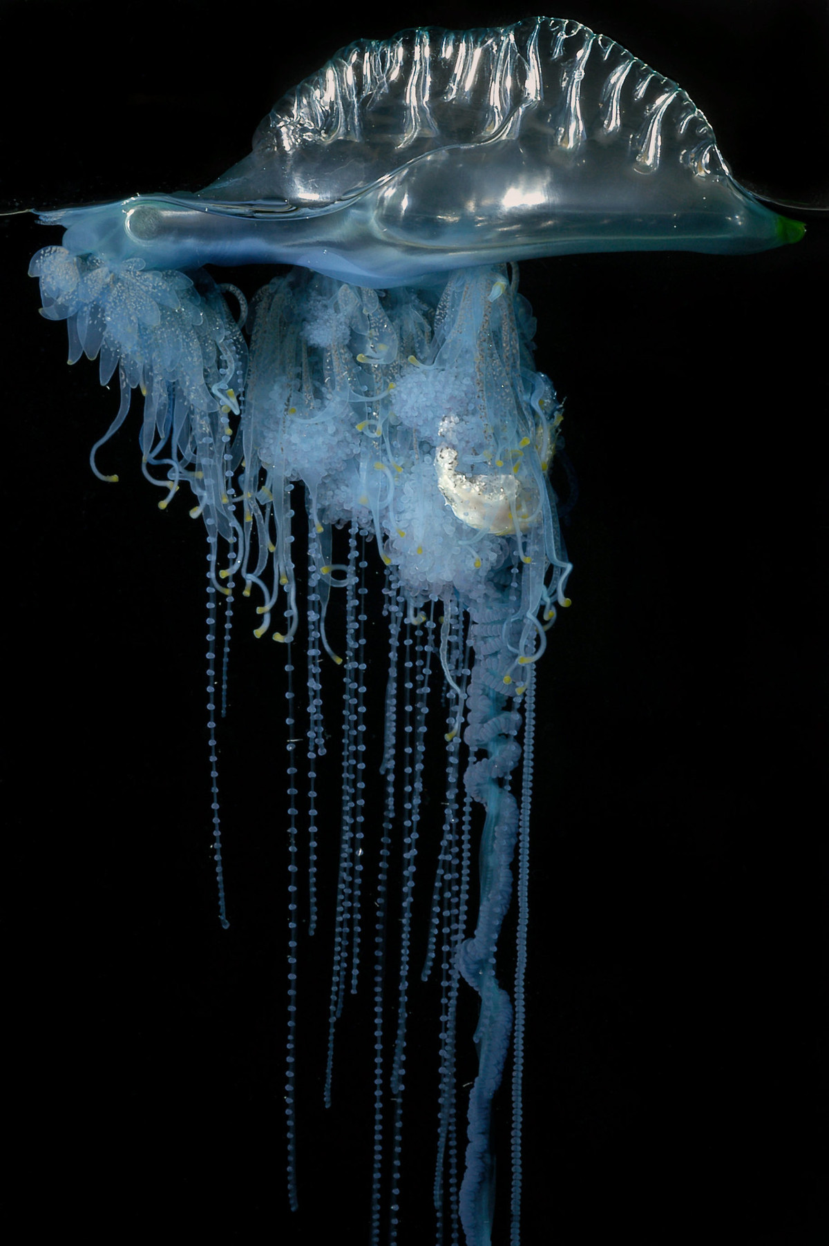 Sứa lửa (Physalia physalis) dài 10-50 cm, là một tập đoàn thủy tức có hình dạng giống sứa di chuyển trong các đại dương. Chúng có các xúc tu châm và polip chuyên hóa rủ xuống từ túi phao chứa khí.