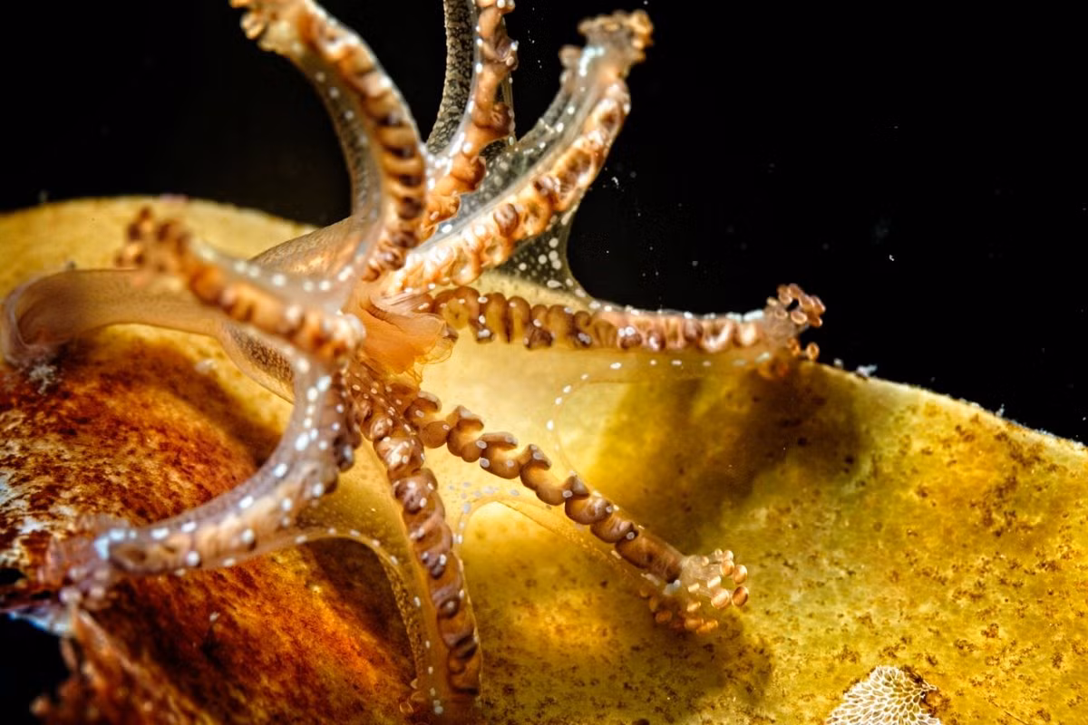 Sứa phân cành (Haliclystus auricula) dài 4 cm, sống ở Bắc Đại Tây Dương. Mặc dù sống cố định như polip (chồi), song thực ra loài này lại là một dạng medusa. Chúng có thể có mối liên hệ với lớp Sứa hộp (Cubozoa).